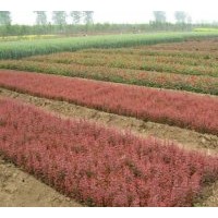出售桂花，國(guó)槐，意楊,櫻花，紅葉小檗，金葉女貞