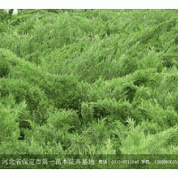 熱銷(xiāo)優(yōu)質(zhì)苗木沙地柏
