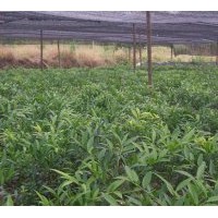 供竹柏 桂花 羅漢松 紅豆杉 紫薇 杜英 無患子