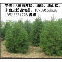 大量供應(yīng)優(yōu)質(zhì)白皮松，油松，國槐，欒樹，大葉女貞，法桐