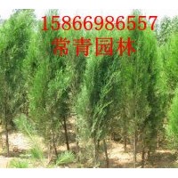 出售山東側(cè)柏大苗