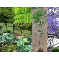 供搖錢(qián)樹(shù).紫薇.天竺桂.桂花
