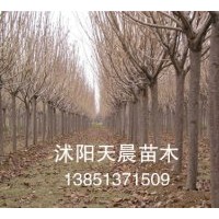 推薦苗木櫻花