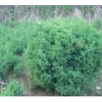 經營品種有蜀檜、龍柏、雪松、廣玉蘭、白玉蘭、高桿女貞、紫葉李