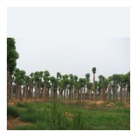 供應(yīng)移植香樟小苗,移栽香樟大樹(shù),精品多桿香樟。