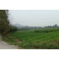 本人大量供應(yīng)當(dāng)年;濕地松、馬尾松、紅豆杉、杉苗、楓香、木荷。