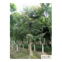 供應(yīng)成都楓香綠化苗木
