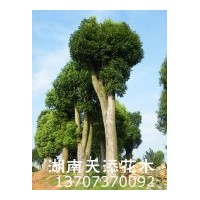 出售骨架香樟