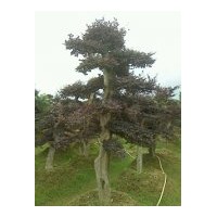 造型紅花繼木 造型榔榆 造型杜英樹 造型女貞樹 造型羅漢松 桂花