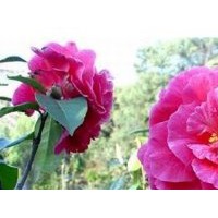供應(yīng)成都苗圃茶花