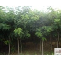 供成都苗木金合歡工程苗木