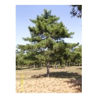 供優(yōu)質(zhì)白皮松、華山松、油松