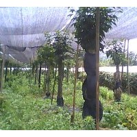 野生青楓 大量供應