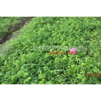 熱銷品種：四季玫瑰 紫葉稠李、俄羅斯紅葉李、王族海棠、鉆石海