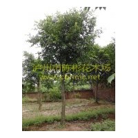 供應(yīng)小葉榕 樹性強(qiáng)健，綠蔭蔽天