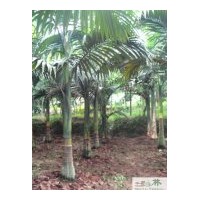 成都苗圃假檳榔程苗木供應(yīng)