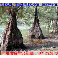 出售水松苗，水杉苗，水翁苗，水蒲桃苗，水石榕苗