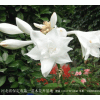 供應白玉簪 小葉黃楊，新疆楊，雪松，楊樹，楊柳，銀杏，江南槐