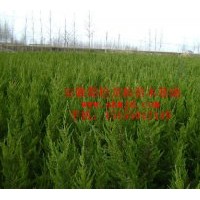 供應(yīng)蜀檜 龍柏 石楠 楓香苗木