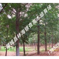 郯城林海供應(yīng)：米經(jīng)10-60公分銀杏樹、法桐等精品苗木