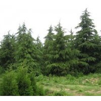 供應雪松\廣玉蘭\高桿女貞\杜仲\樸樹\國槐\桂花\欒樹