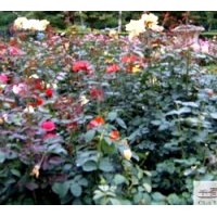 成都低價苗木豐花月季高：25公分