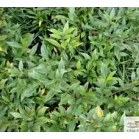 供海梔子高：20公分