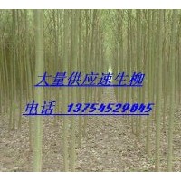 供旱柳、速生柳、綠柳、青皮柳