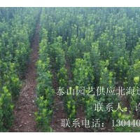 供應(yīng)北海道黃楊
