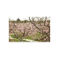 供各種規(guī)格桃樹