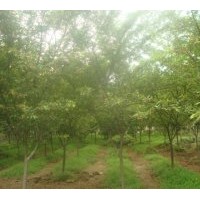 銷售垂絲海棠 7—10公分
