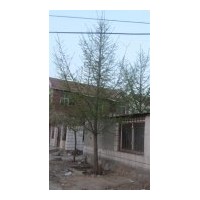實生銀杏樹供應