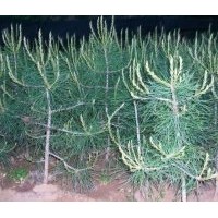 出售70-100公分營養(yǎng)缽白皮松 急急?。?！