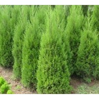 供應(yīng)紅瑞木、紫薇、紫荊、紫葉李、紅楓、紫葉桃