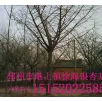 出售嫁接銀杏樹(shù)