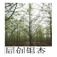 出售銀杏苗木 ，包辦一切手續(xù)
