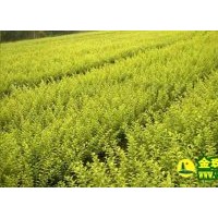 出售金葉女貞