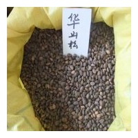 出售各種種子：龍柏、衛(wèi)矛、扶芳藤、金葉女貞、大葉黃楊