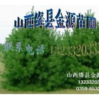 供應白皮松 油松 側(cè)柏 雪松 華山松