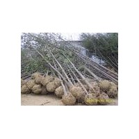 專供2-80公分銀杏實生苗、嫁接苗