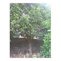 出售香樟、垂柳、鴨腳木、夾竹桃、天竺桂、紅繼木