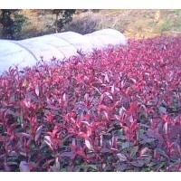 供應紅葉石楠25-30公分高