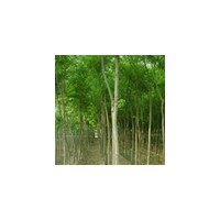 特供山西國(guó)槐柳樹(shù)，側(cè)柏容器苗