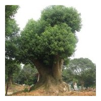 移栽香樟ˉ移植香泡等系列苗木的、價(jià)格、規(guī)格、信息