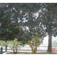 本人苗圃常年出售;桂花、廣玉蘭、深山含笑、樂昌含笑、羅漢松