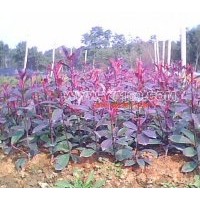 綠化小苖主要有：紅繼木，杜鵑，紅葉石楠，桂花，小葉女貞，月季