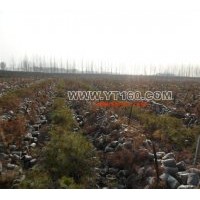 供養(yǎng)袋樟子松，叢生五角楓，稠李，白樺樹