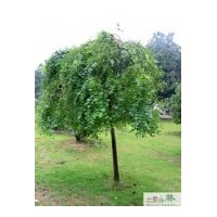 成都苗圃龍爪槐綠化苗木