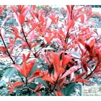 成都球形紅葉石楠苗木供應(yīng)