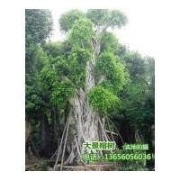 供應(yīng)小葉榕-福建漳州基地榕樹價(jià)格